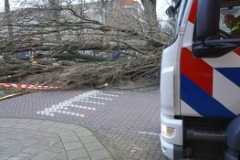 Boom valt op fietser op Vrijheidslaan, fietser overlijdt