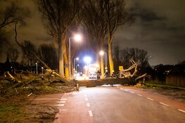 Boom blokkeert weg op De Vrije Geer
