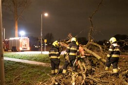 Boom blokkeert weg op De Vrije Geer