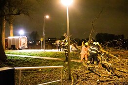 Boom blokkeert weg op De Vrije Geer