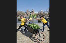 Museumkwartier verrast bezoekers met gratis tulpen