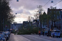 Boom valt op trambaan in Amsterdam-Oost
