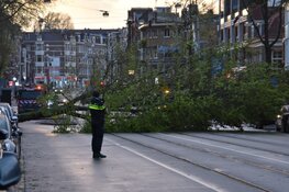 Boom valt op trambaan in Amsterdam-Oost