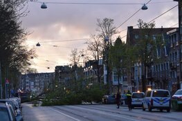 Boom valt op trambaan in Amsterdam-Oost