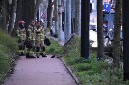 Boom valt op trambaan in Amsterdam-Oost