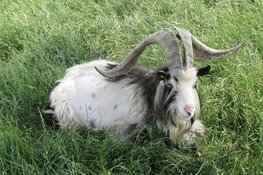 Zwerftocht naar Landbok in stadswildernis De Lange Bretten