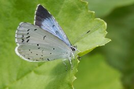 Doe mee met de tuinvlindertelling van 15 t/m 17 juli