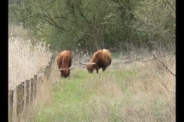 Wandel mee met de boswachter op zoek naar Schotse Hooglanders in De Lange Bretten