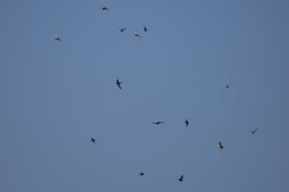 Een plan met vlekjes: Nestkastjes op Stopera wint maar....