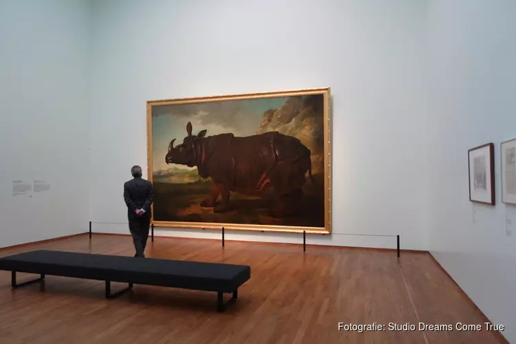 Neushoorn Clara steelt de show in Rijksmuseum