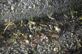 Auto geraakt bij schietpartij in Zuidoost