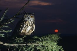 Eerste editie Nacht van de Noord-Hollandse Natuur