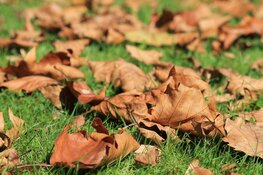 Zachte en rustige herfstweek voor de boeg