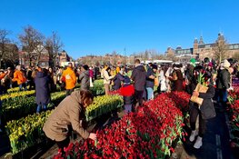 Drukte op Museumplein voor gratis bosje tulpen