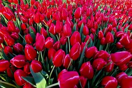 Drukte op Museumplein voor gratis bosje tulpen