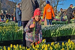 Drukte op Museumplein voor gratis bosje tulpen