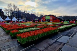 Drukte op Museumplein voor gratis bosje tulpen