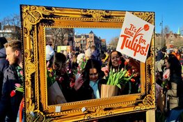 Drukte op Museumplein voor gratis bosje tulpen