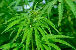 3,5% van volwassenen gebruikt cannabisproduct voor medicinale doeleinden