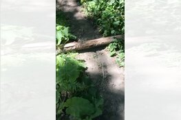 Mountainbiker mogelijk opzettelijk ten val gebracht in Amsterdamse Bos