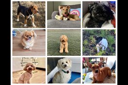 Amsterdamse hondjes zijn klaar voor de lente! Stichting OOPOEH op zoek naar senioren.