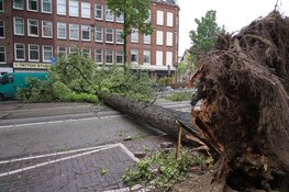 Boom raakt tram-bovenleiding in Amsterdam