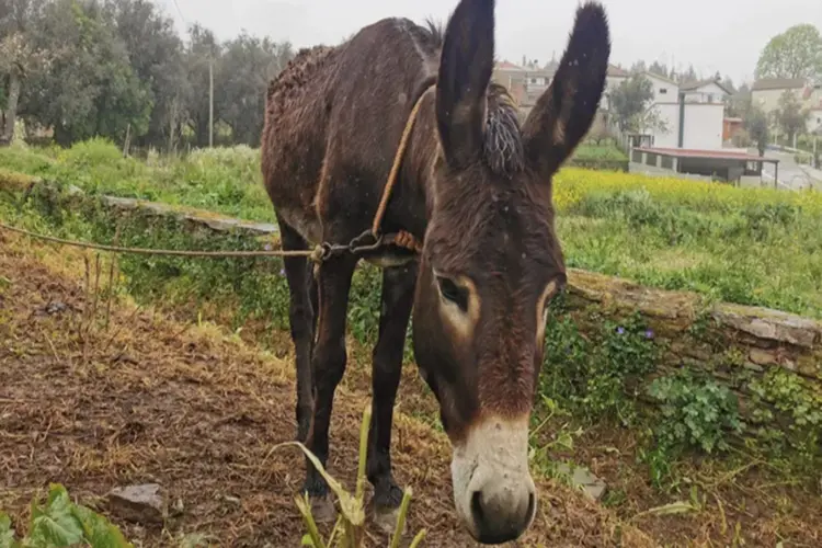 Nieuw leven voor eenzame ezel dankzij inzamelingsactie