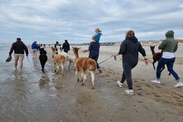 Kom jij kamperen bij de alpaca&#39;s in Zeeland?