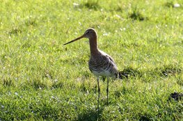 Provincie stimuleert bodemverbetering voor weidevogels