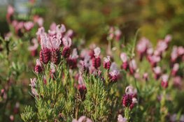 Maak kennis met de winterheide
