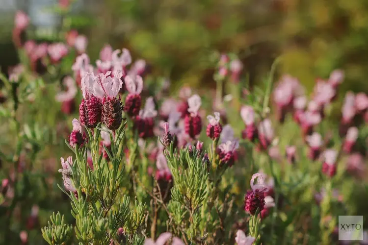 Maak kennis met de winterheide