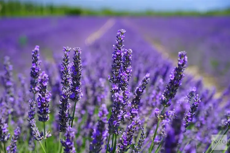 Wat zijn belangrijke aandachtspunten bij een lavendel plant kopen