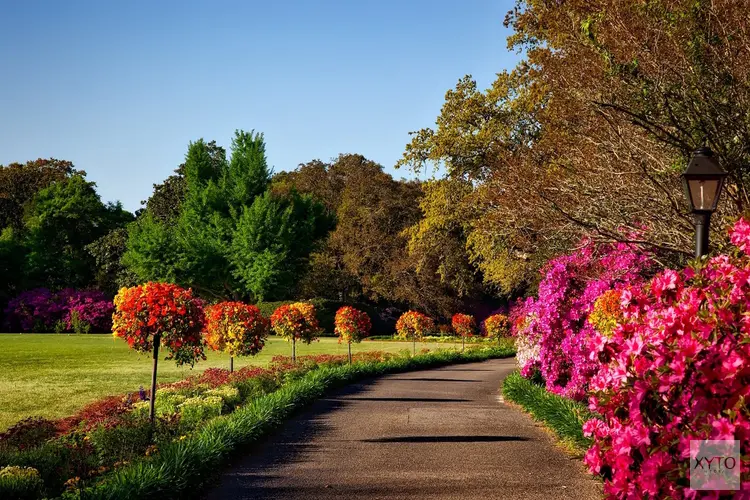 De meest prachtige kleine bomen voor in een Nederlandse tuin