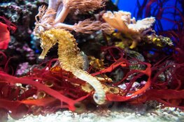 Rijk en provincie dragen bij aan urgente restauratie Aquarium ARTIS
