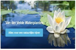 Vijverplanten kopen voor uw tuin in Amsterdam