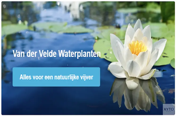 Vijverplanten kopen voor uw tuin in Amsterdam
