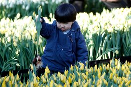 20 januari 2024: Nationale Tulpendag