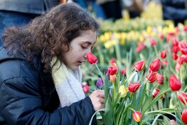 20 januari 2024: Nationale Tulpendag