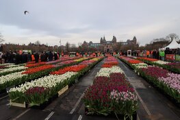 DJ Hardwell doopt eigen tulp tijdens start tulpenseizoen