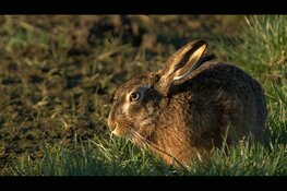 Beleef de lente in Waterland met Staatsbosbeheer