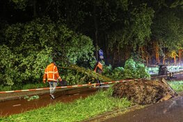 Boom valt op scooterrijder in Nieuw-West