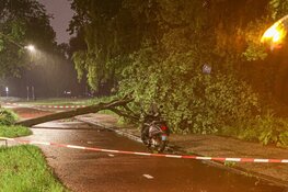 Boom valt op scooterrijder in Nieuw-West