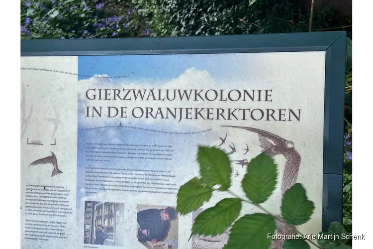 Tijdens de Gierzwaluwexcursie kijken de deelnemers hun ogen uit.