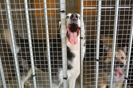 Huisvesting en welzijn opgevangen dieren nog altijd ondermaats bij pension in Amsterdam