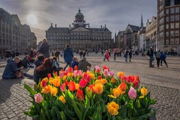 Tulp Festival brengt ode aan Amsterdam 750