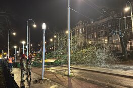Boom omgevallen in de Linnaeusstraat