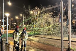 Boom omgevallen in de Linnaeusstraat