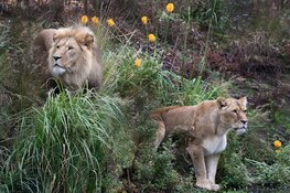 ARTIS: Natuur en dieren in het hart van Amsterdam
