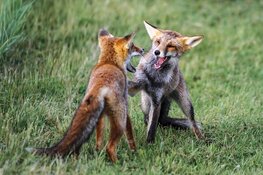 Extra maatregelen in Amsterdamse Waterleidingduinen tijdens het broedseizoen om vossen en hun welpen te beschermen