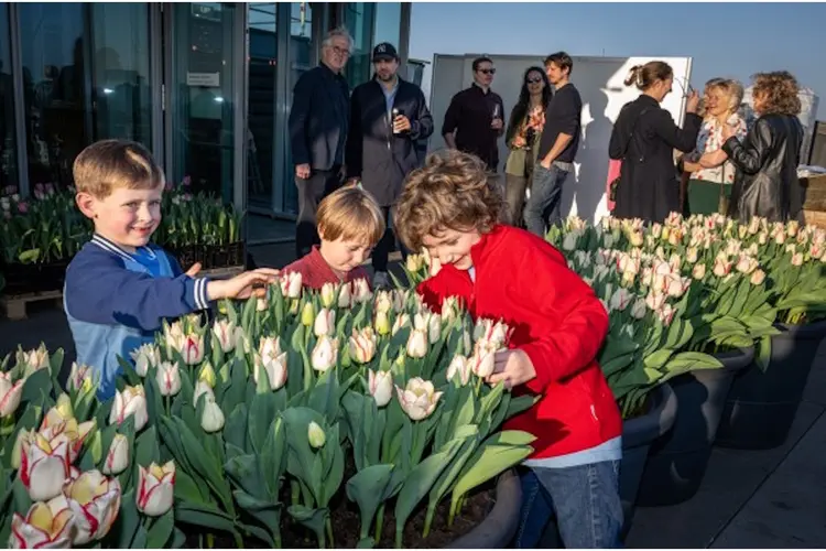 Start Tulp Festival 2025 ingeluid. Jeugdige interesse voor nieuwe tulp